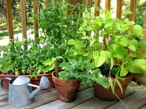  Основи садівництва